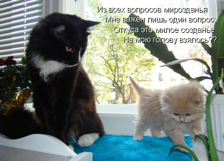 Котоматрица (81 фото)