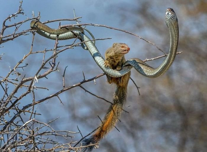 Мангуст решил полакомиться ядовитой змеей