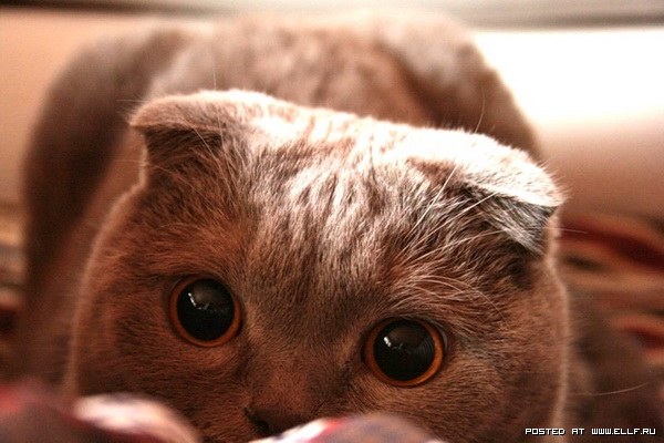 Смешные коты в засаде (30 фото)