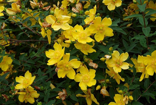 1024px-Hypericum_Hidcote_A 1024px-Hypericum_Hidcote_A