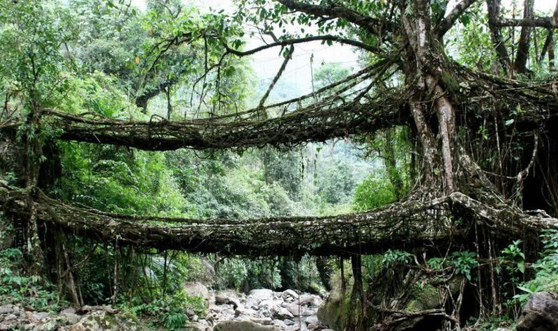 Живой мост джунгли, корни, мост, природа