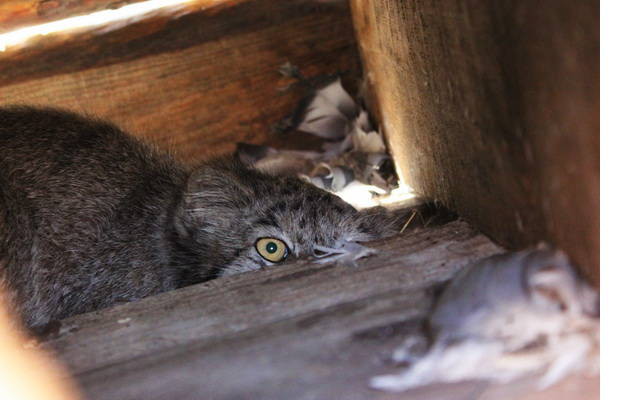 Спасли манула от собак животные, манул, спасение