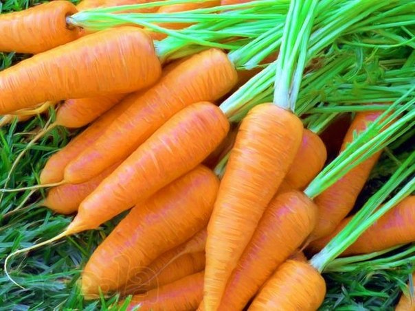 Эффективный способ посева моркови