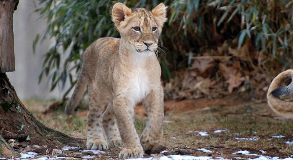 Играя со своим детенышем, лев не рассчитал силы. Реакция львицы просто бесподобна.