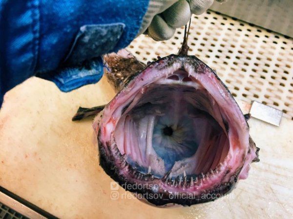 Чудища морских глубин Чудища морских глубин