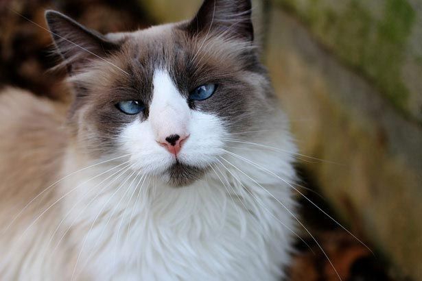 Милейшие косоглазые коты, чей изъян делает их уникальными Милейшие косоглазые коты, чей изъян делает их уникальными животные, косоглазые коты
