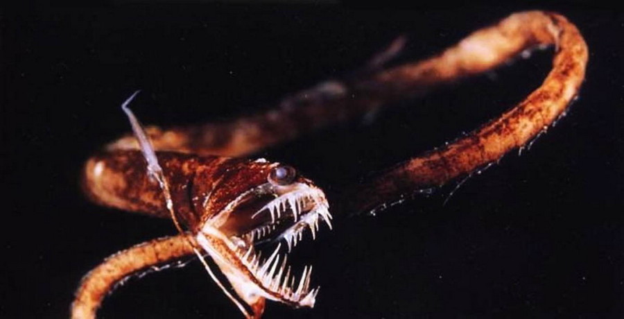 10 самых страшных чудовищ из океанских глубин глубоководные рыбы, монстры, рыбы