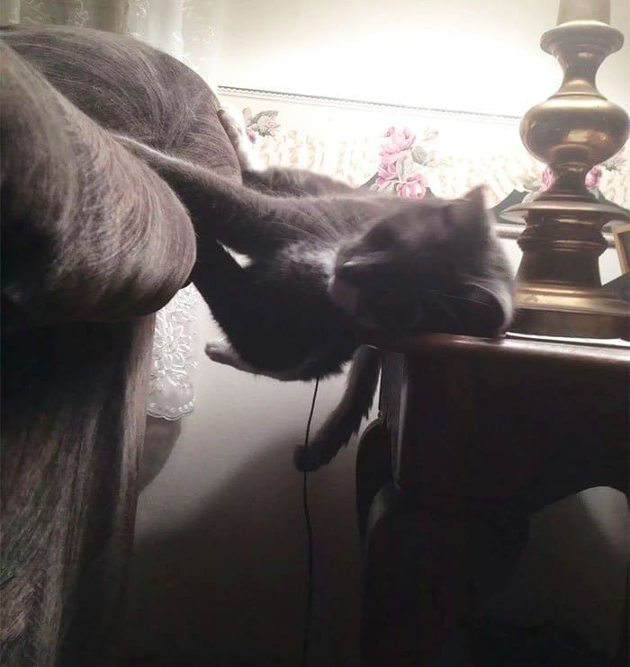 Коты, застигнутые врасплох Коты, застигнутые врасплох
