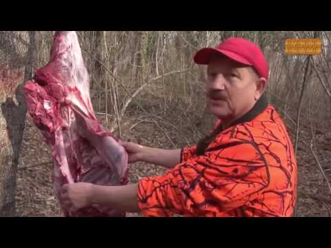 Загонная охота на кабанов Загонная охота на кабанов