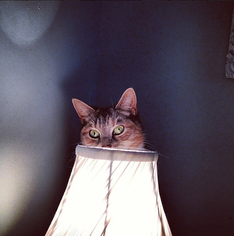 Кошки, которые не умеют играть в прятки