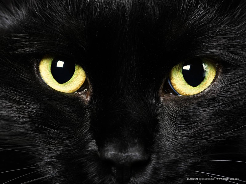 11. Их желтые глаза великолепно выделяются на черном фоне любовь, причина, черный кот