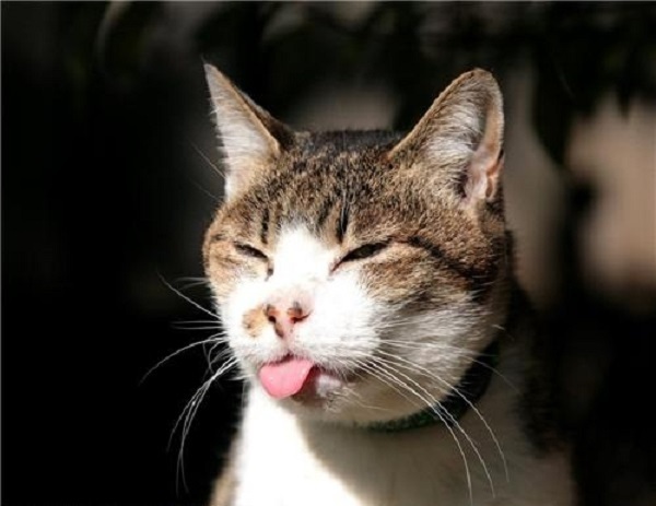 25 самых улётных снимков котов. Это точно поднимет тебе настроение!