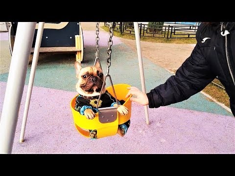 Смешные Собаки Приколы про Собак Funny Dogs 2018 #1 Видео Приколы с Животными 2018 Смешные Собаки Приколы про Собак Funny Dogs 2018 #1 Видео Приколы с Животными 2018