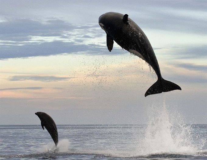 4. В погоне за дельфином эта косатка выпрыгнула на 5 м из воды... животные, природа