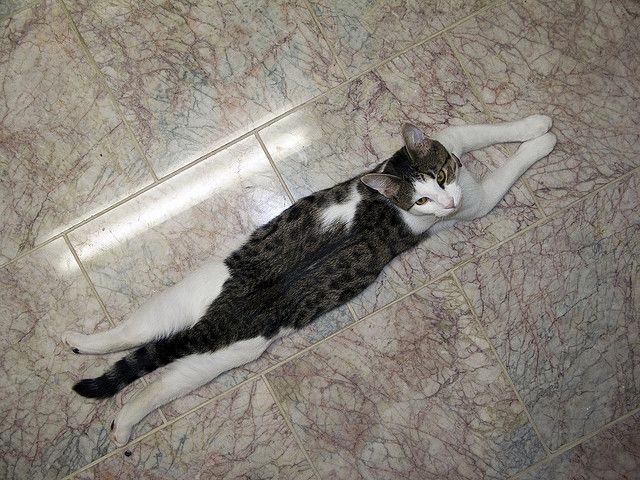 Cat Taxi practicing daily yoga session