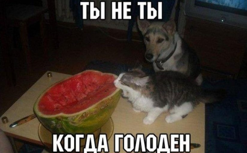 Глядя на эти фото, ты будешь смеяться так, что сбегутся соседи! Глядя на эти фото, ты будешь смеяться так, что сбегутся соседи!