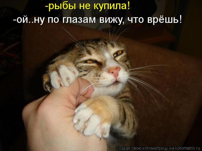 Котоматрицы великолепные, каждая с кусочком тепла, позитива и улыбкой! Котоматрицы великолепные, каждая с кусочком тепла, позитива и улыбкой!