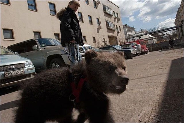 Все в порядке, вы в России животные, медведь, россия