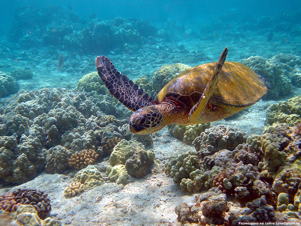 Морская зеленая черепаха