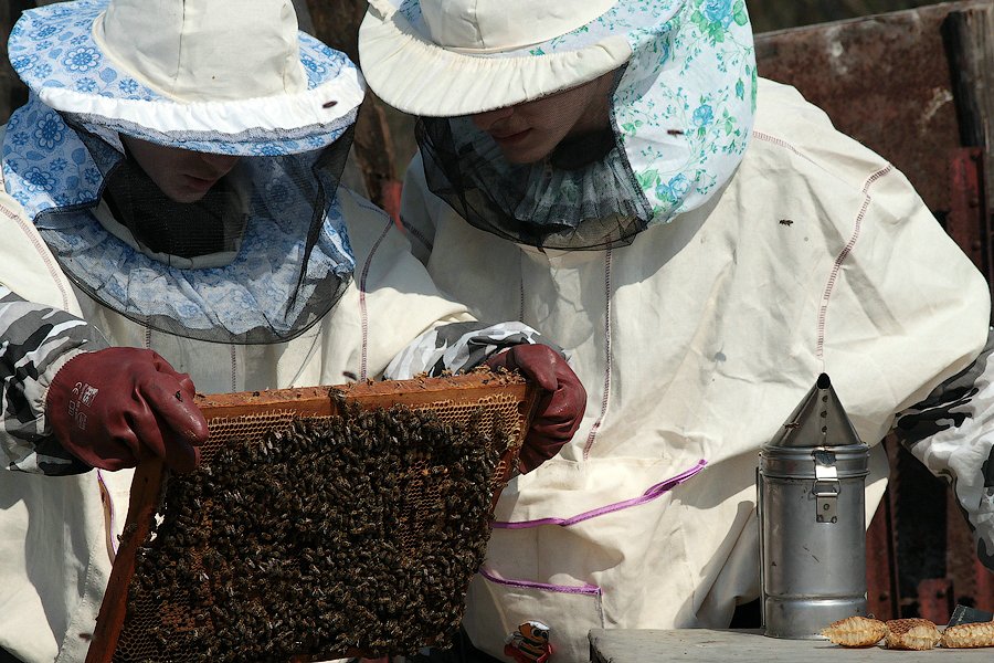 Начинающие пчеловоды (17 фото)