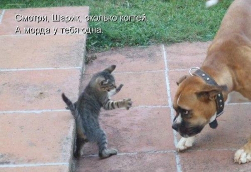 Сколько когтей