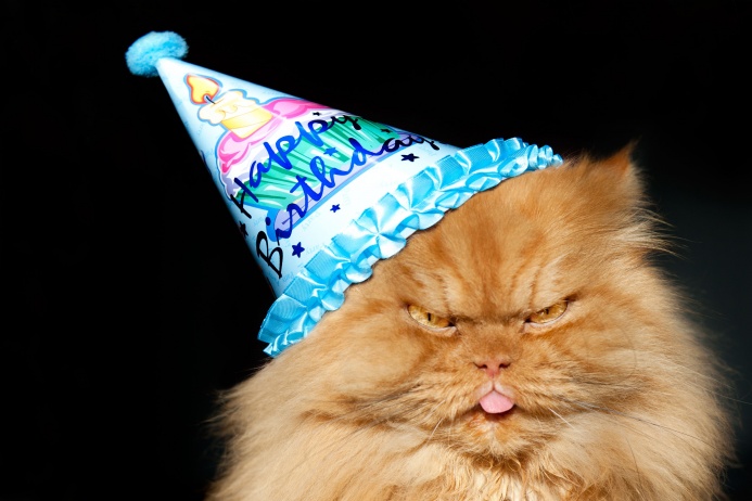 «Несмотря на его дьявольскую экспрессию, Гарфи — чудесный кот», — говорит хозяйка кота Хулия Озкок. — Но у него есть свои правила. Если вы не следуете им — вам будет трудно найти с Гарфи общий язык»