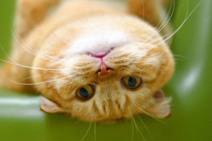 Рыжая кошка в доме — это кусочек солнышка! кошаки, рыжие