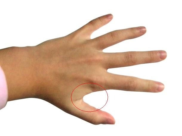 commons.wikimedia.org-Hand_-_Fingers-610x457