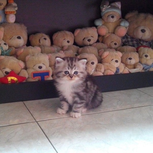 Выбери меня. животные, коты, прикол, юмор