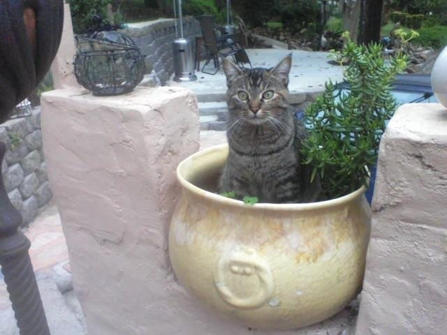 кошка в цветочном горшке