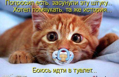 Котоматрица (81 фото)