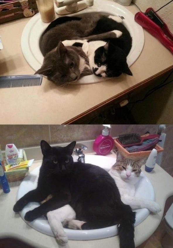 Самое удобное место кот, коты, раковина, удобное место.