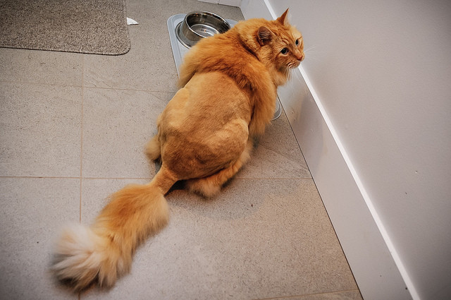 Кошачьи стрижки или когда твой хозяин - парикмахер кошки, мода, прикол, стрижки