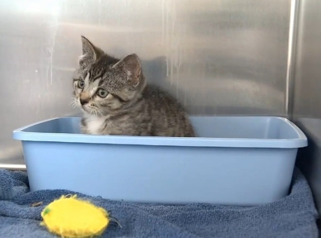 Котенок моется Котенок в ванночке