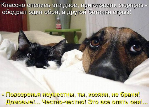 Кошки и собаки. Враги или друзья? животные, коты, кошки и собаки, прикол