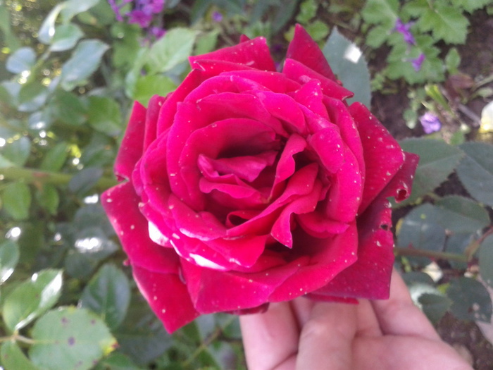 Фото-0351 (700x525, 128Kb)