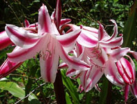 Кринум: Crinum scabrum x Crinum zeylanicum (Photo by Roy Works)