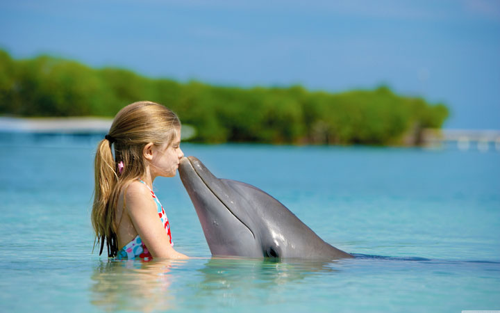 delfin_1