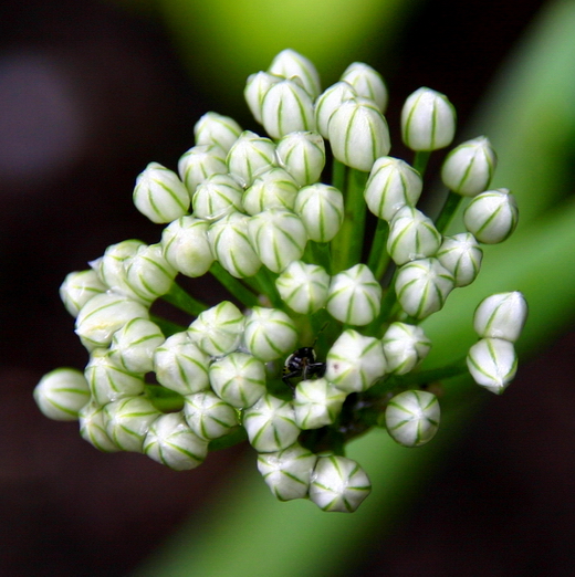 Лук репчатый (Allium Cepa) Лук репчатый или «Чиполлино на Вашем огороде»