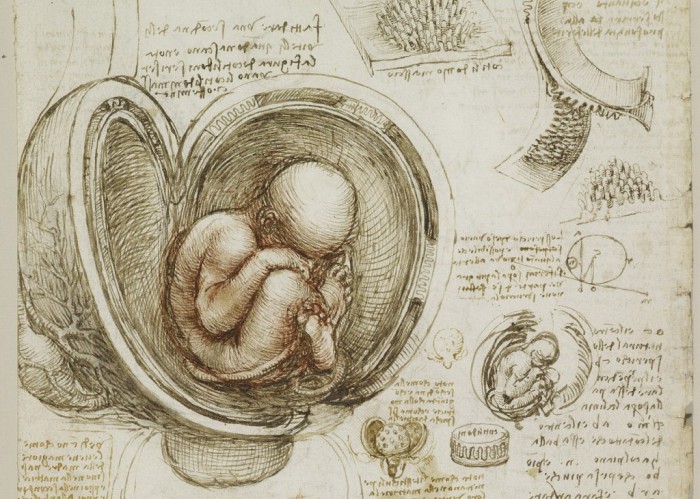 Анатомические рисунки Леонардо да Винчи: Как выглядят результаты вскрытий и других экспериментов Гения