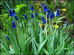 цветут мускари синие