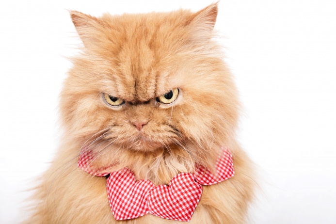 «Гарфи бесстрашен, любознателен и игрив, особенно по сравнению с другими персами. Правда, он быстро устает от игр».
«Гарфи любит охранять маленький сад во дворе нашего дома от вторжения других кошек. Если одна из них все-таки проникла в сад — ей несдобровать. Гарфи отбрыкивается и кусается, когда мы забираем его домой. Вернувшись под крышу, наш маленький король тут же начинает драть когтеточку»