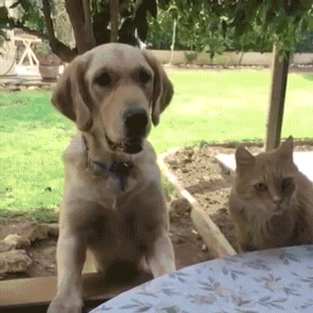Смешные кошки