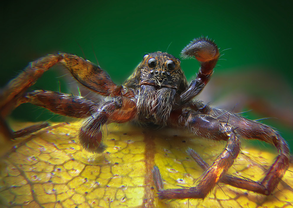 ���������� ����-����