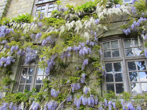 Глициния японская (Wisteria japonica)