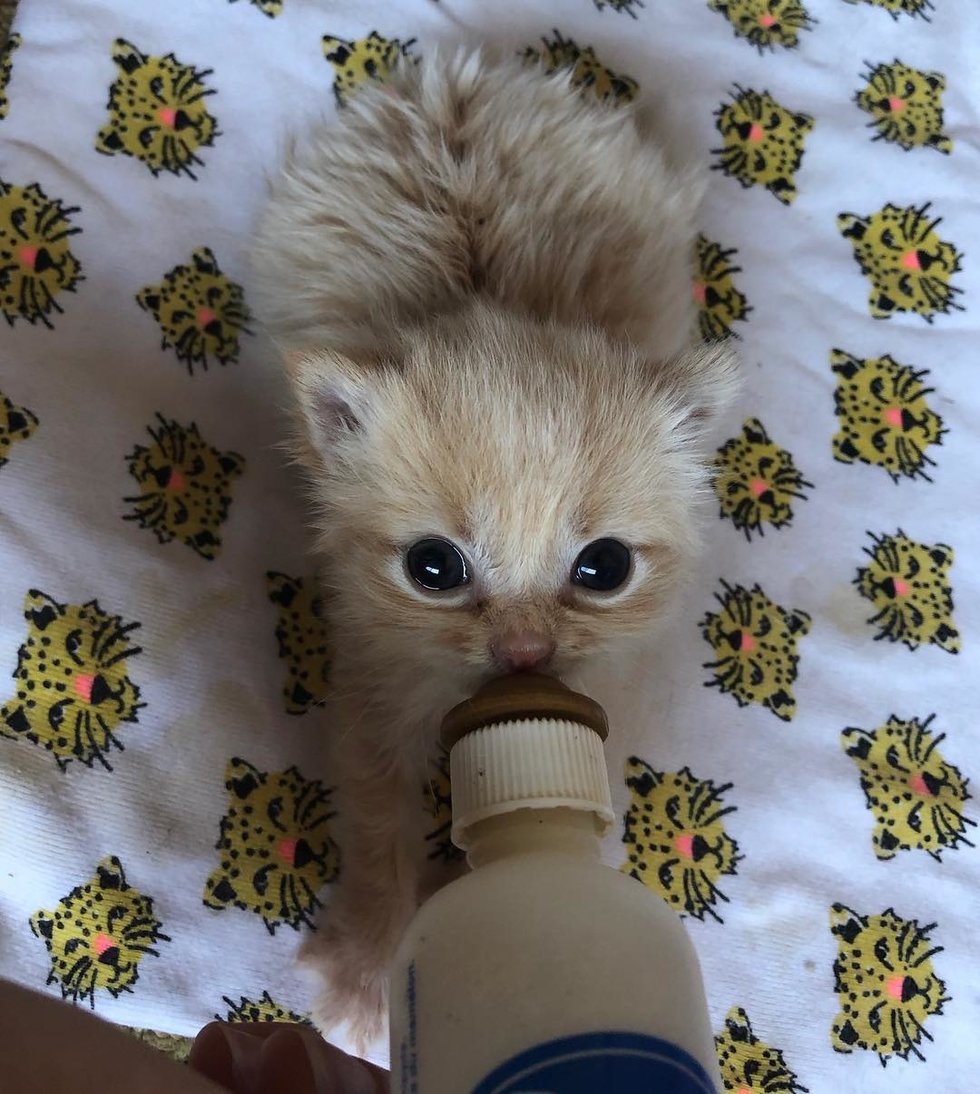 Без кота и жизнь не та