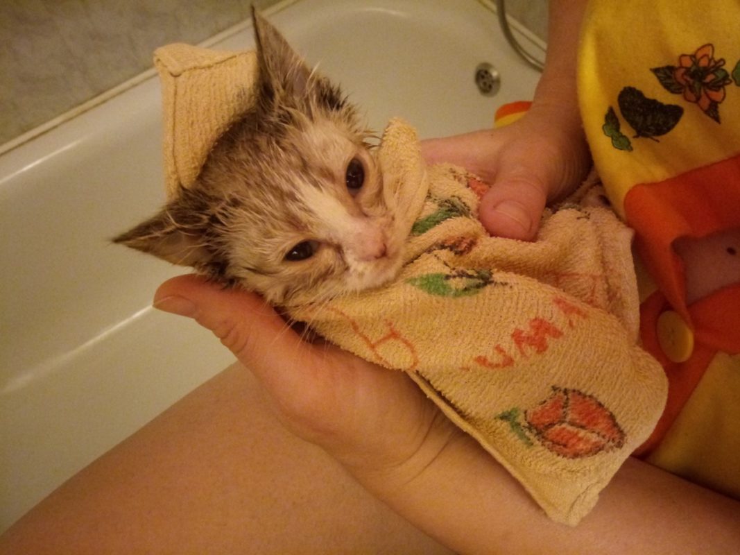 Сердце не смогло оставить на улице эту кроху...