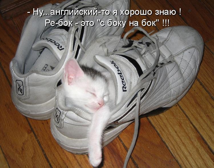 Котоматрица (81 фото)