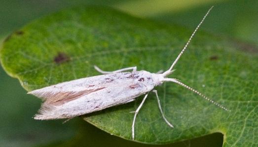 Маленькая, но вредная