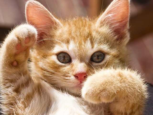 Рыжая кошка в доме — это кусочек солнышка! кошаки, рыжие